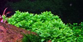 TROPICA 1-2-GROW! STAUROGYNE REPENS