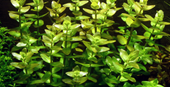 TROPICA MINI POT BACOPA CAROLINIANA