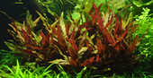 TROPICA XL ALTERNANTHERA REINECKII 'PINK'