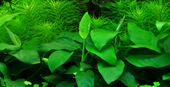 TROPICA PLANT PACK ANUBIAS BARTERI VAR. NANA