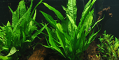 TROPICA POTTED MICROSORUM PTEROPUS