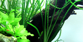 TROPICA CRINUM CALAMISTRATUM