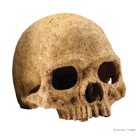EXO TERRA SKULL