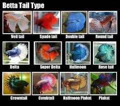 Specialty Betta