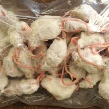 Frozen Feeder Mice