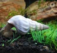 WHITE HERCULES SNAIL