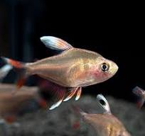 Peppermint Tetra