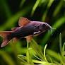VENEZUELAN BLACK CORY