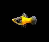 BUMBLE BEE PLATY
