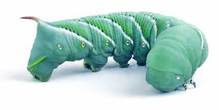 HORNWORM