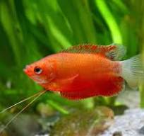 ORANGE THICK LIPPED GOURAMI