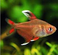 Peppermint Tetra