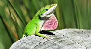 GREEN ANOLE