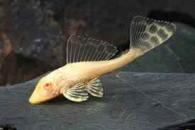 ALBINO SAILFIN PLECO