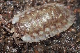 ISOPOD ONISCUS ASSELUS 12 PK