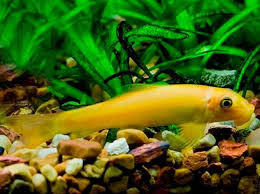 GOLDEN CHINESE ALGAE EATER