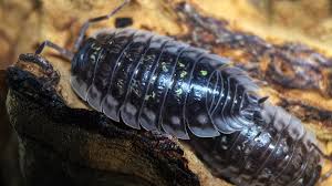 ISOPOD ONISCUS ASSELUS 12 PK