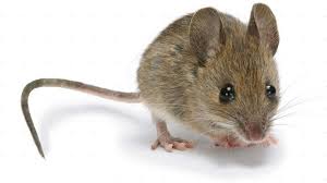 ADULT MOUSE LIVE