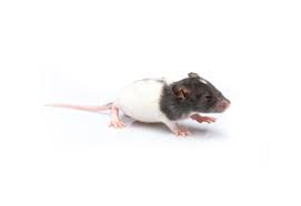 RAT WEANED LIVE