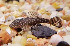 COMMON PLECO SMALL