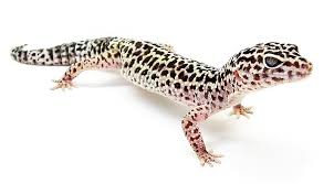 LEOPARD GECKO