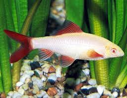 ALBINO RAINBOW SHARK