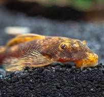 CALICO PLECO