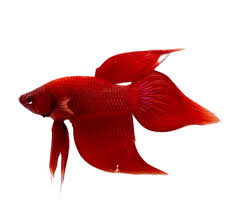 MALE VEILTAIL BETTA