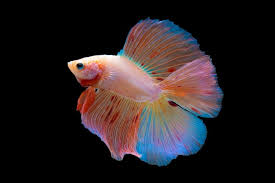 MALE DOUBLE TAIL BETTA