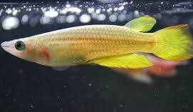 YELLOW PANCHAX KILLIFISH