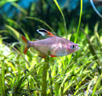 Peppermint Tetra