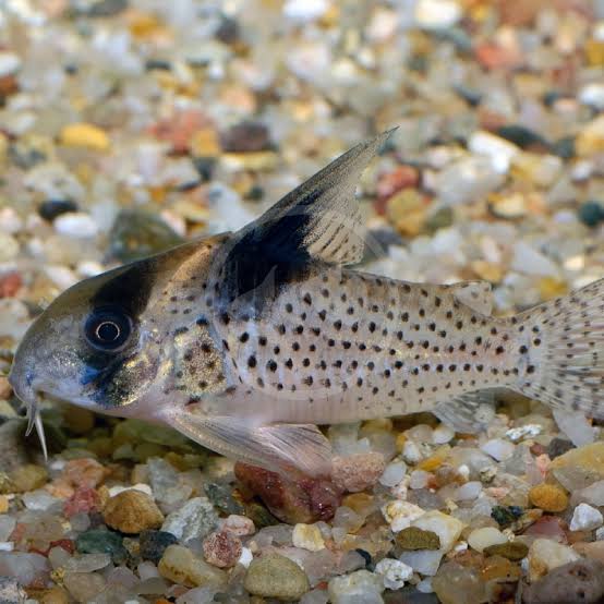 CORY MELANISTIUS