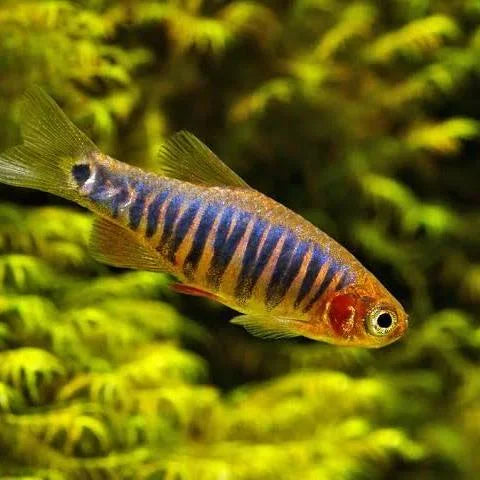 EMERALD DWARF RASBORA