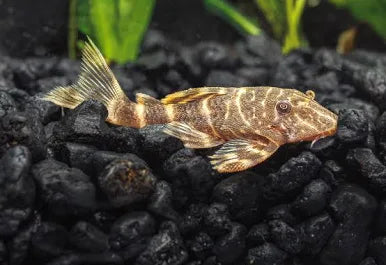 Clown Pleco L103