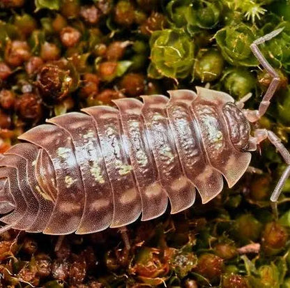 ISOPOD ONISCUS ASSELUS 12 PK