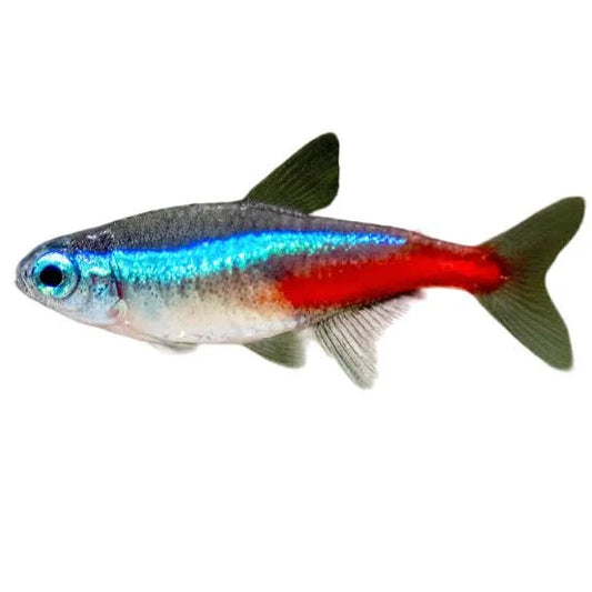 NEON TETRA