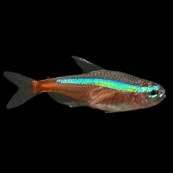 Neon Green Tetra